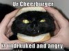 funny-pictures-cat-undercooked-cheeseburger.jpg