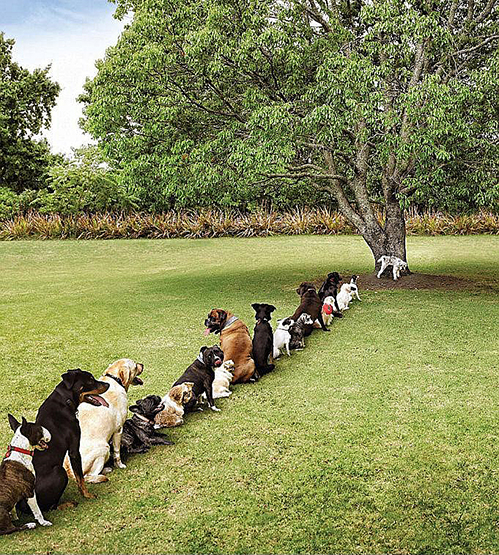2016_04_04_iss02_eto_dogs_queue-png-jpg.98695