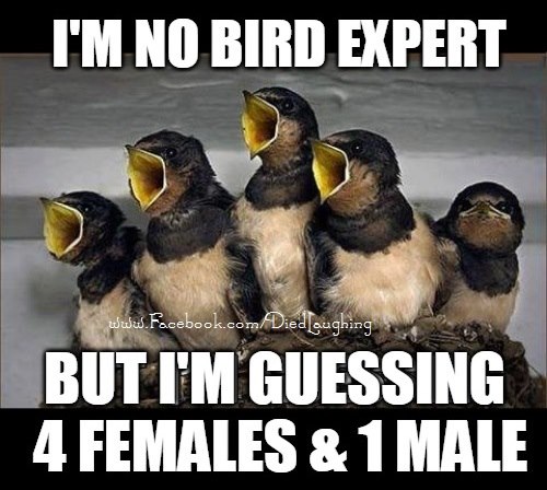 4 Female birds 1 male.jpg