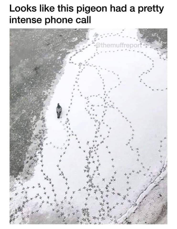 86219357.jpg