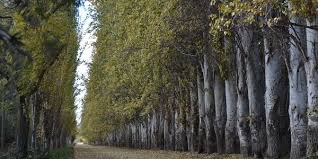 alamos mendoza.jpg