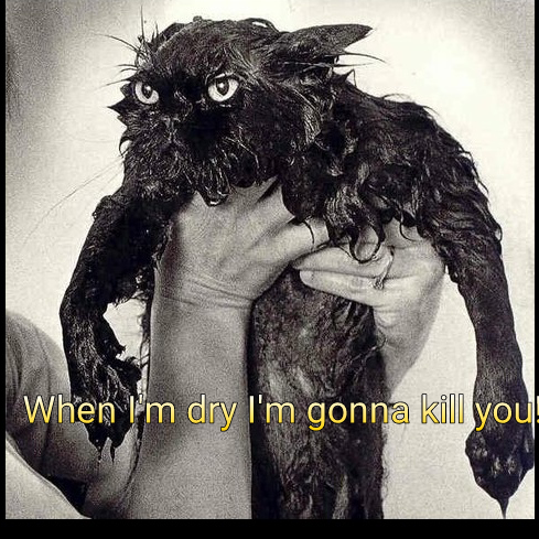 Angry Wet Cat.png