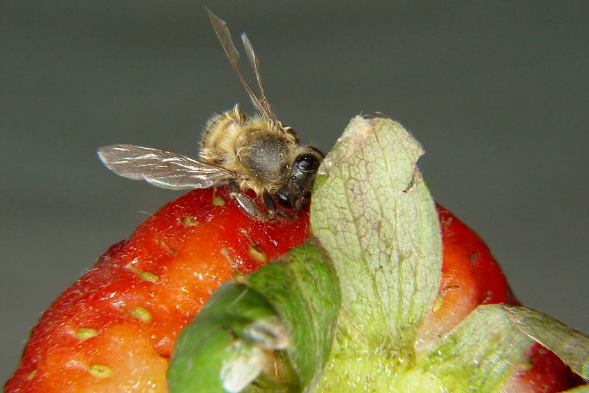 bee and strawberry.jpg