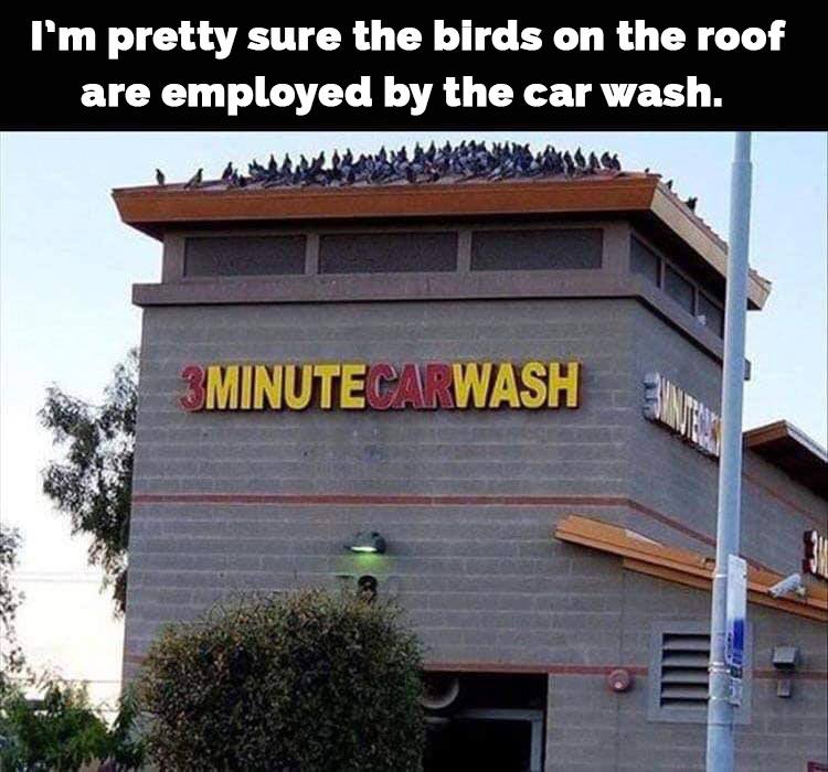 Car wash birds.jpg