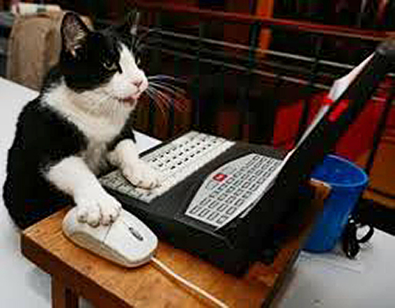 cat_PC.jpg