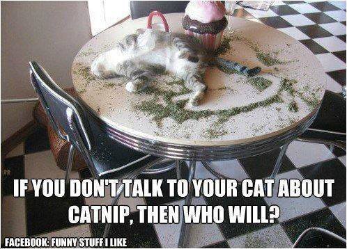 catnip.jpg