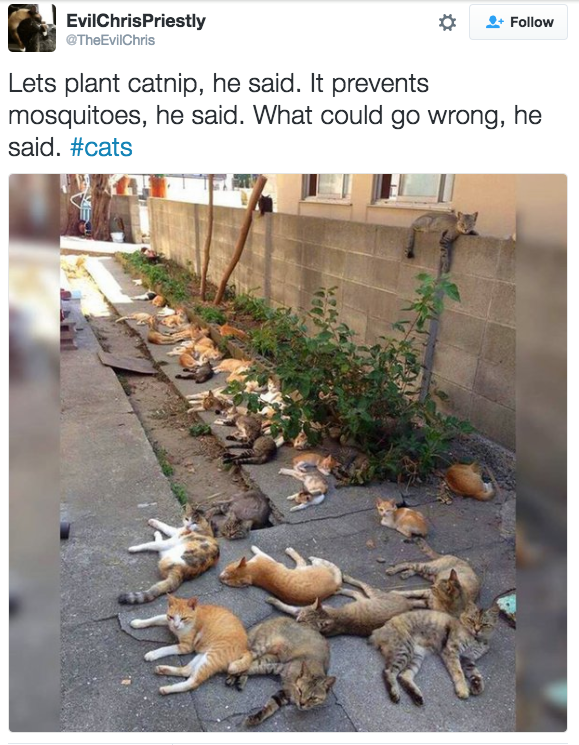 Catnip.png