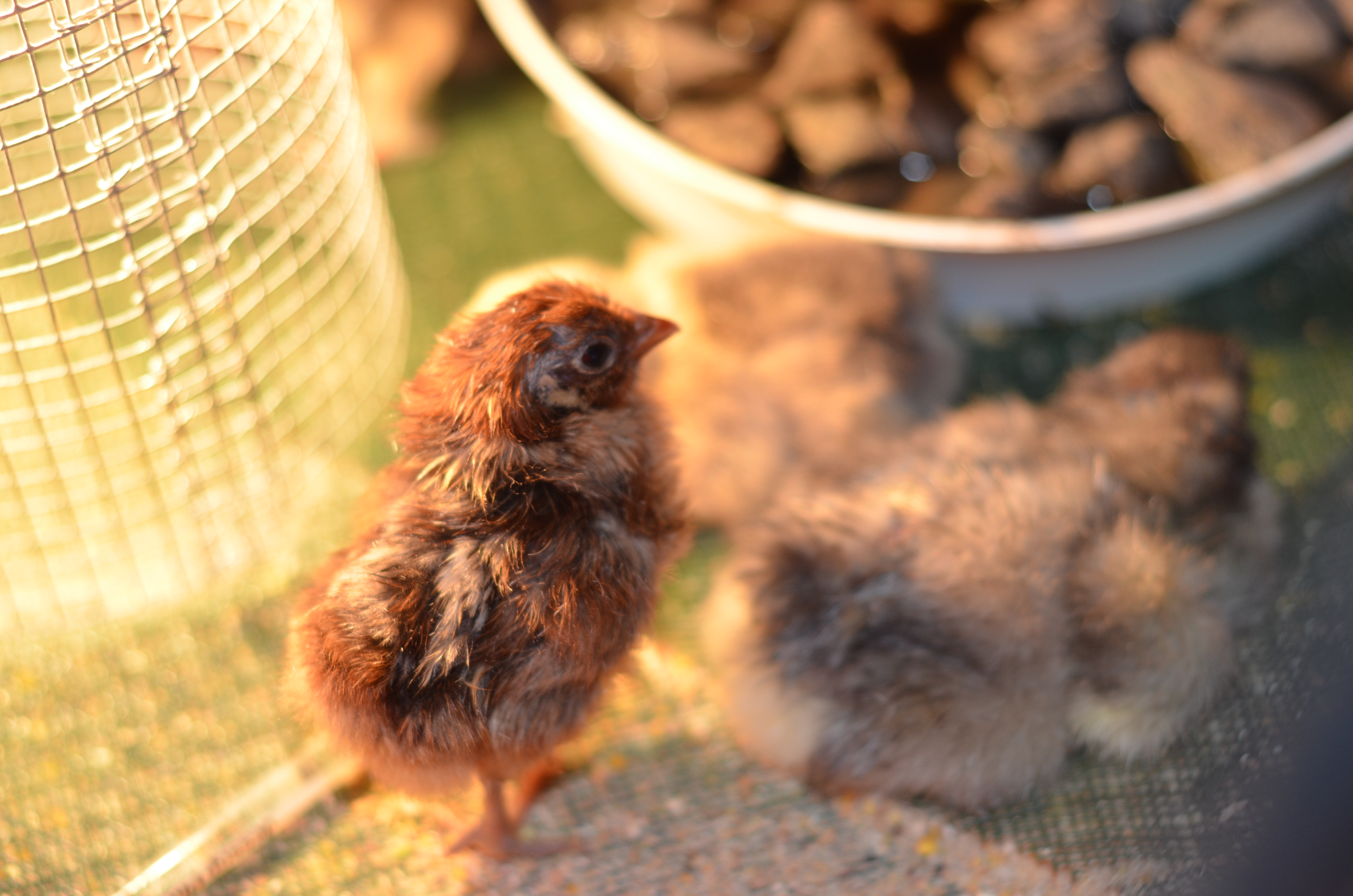 chick.jpg