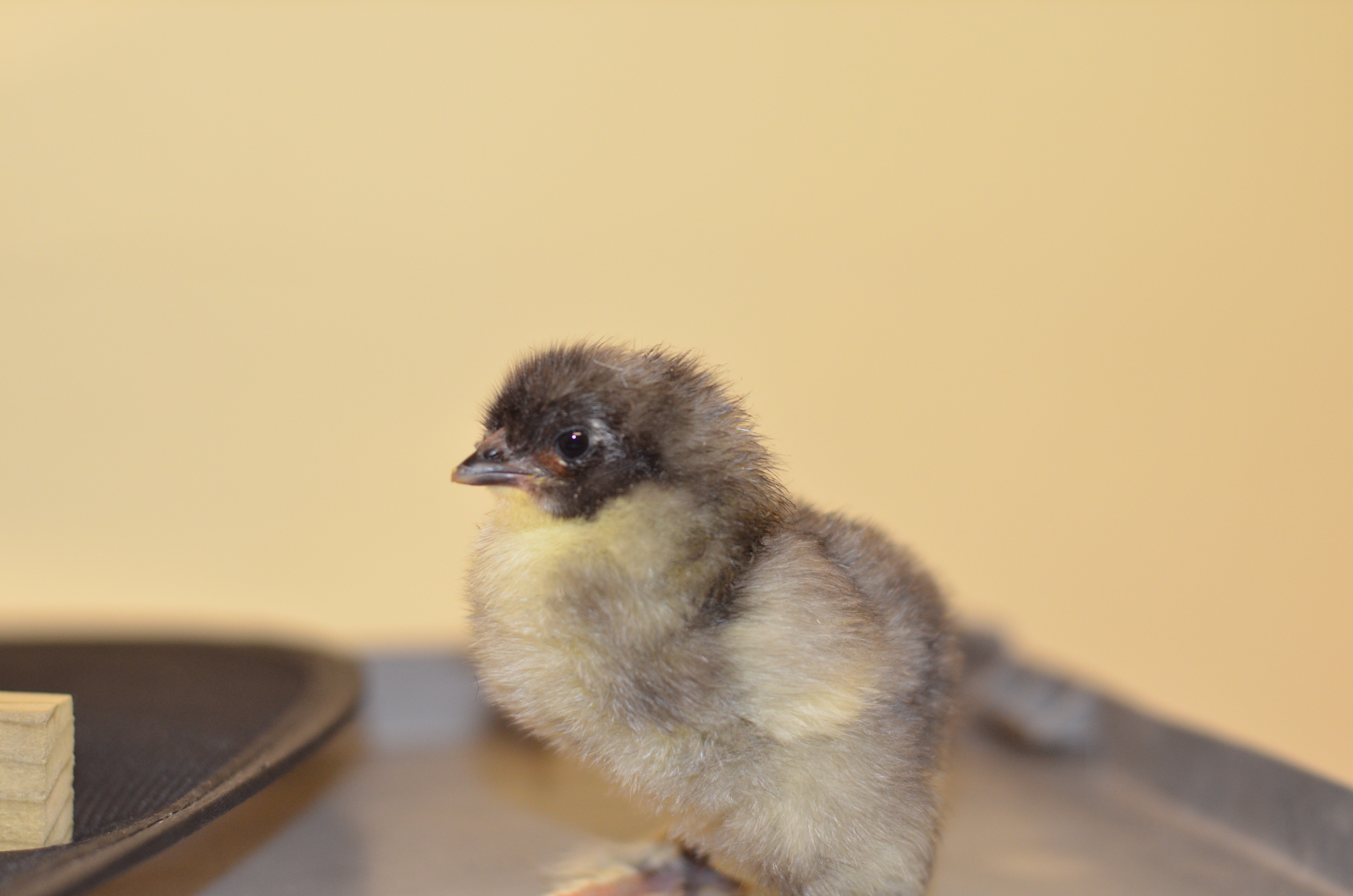 chick2.jpg