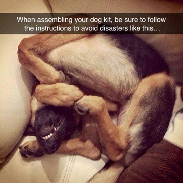 Dog kit.jpg