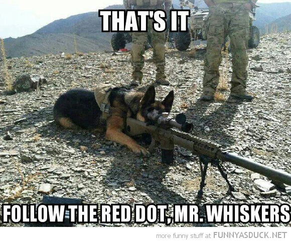 dog.png