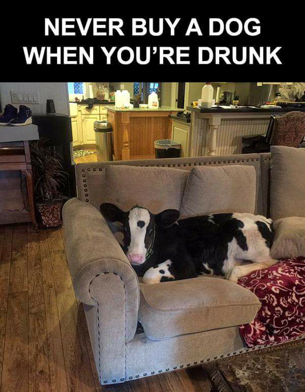 Dont buy a dog drunk.jpg