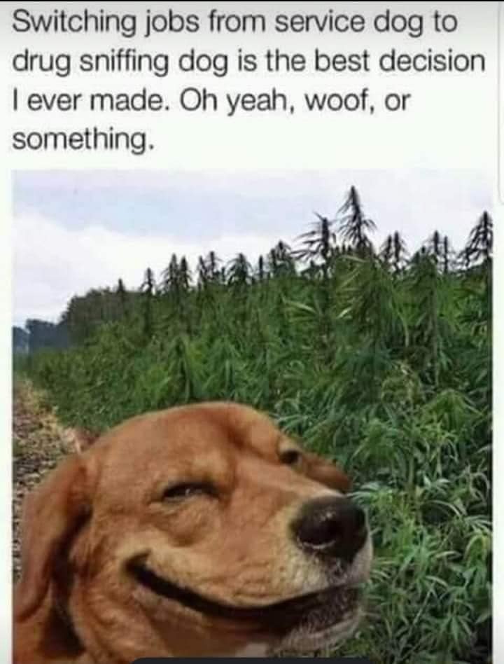 Drug sniffing dog.jpg