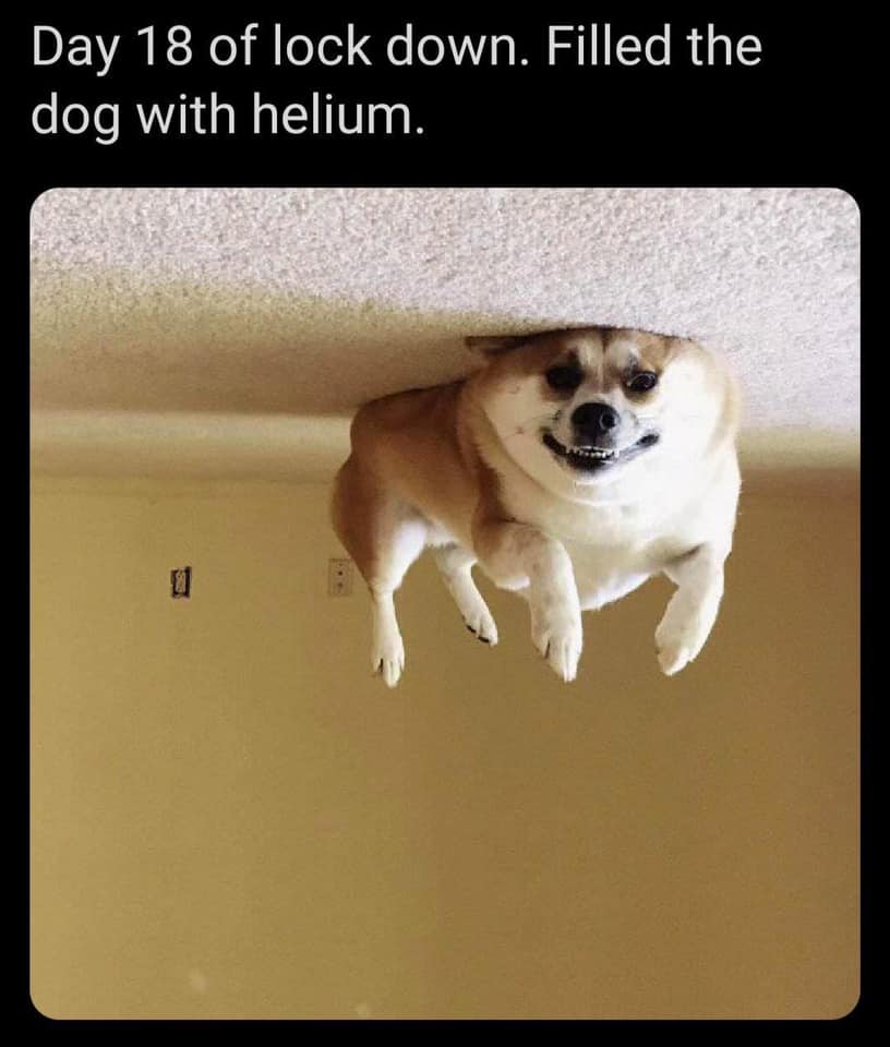 Filled dog with helium.jpg