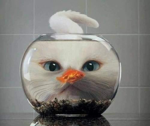 Fish bowl cat.jpg