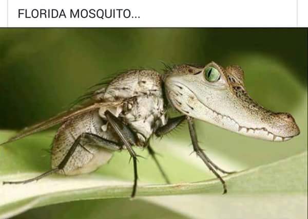 FL Mosquito.jpg