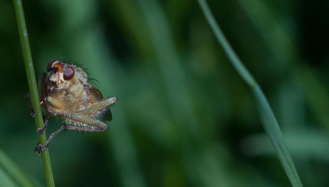fly2.JPG