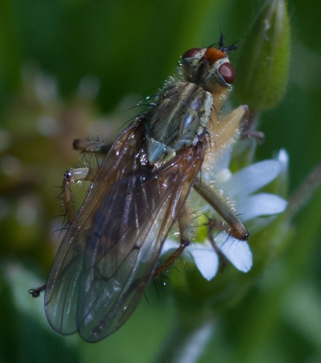 fly3.JPG