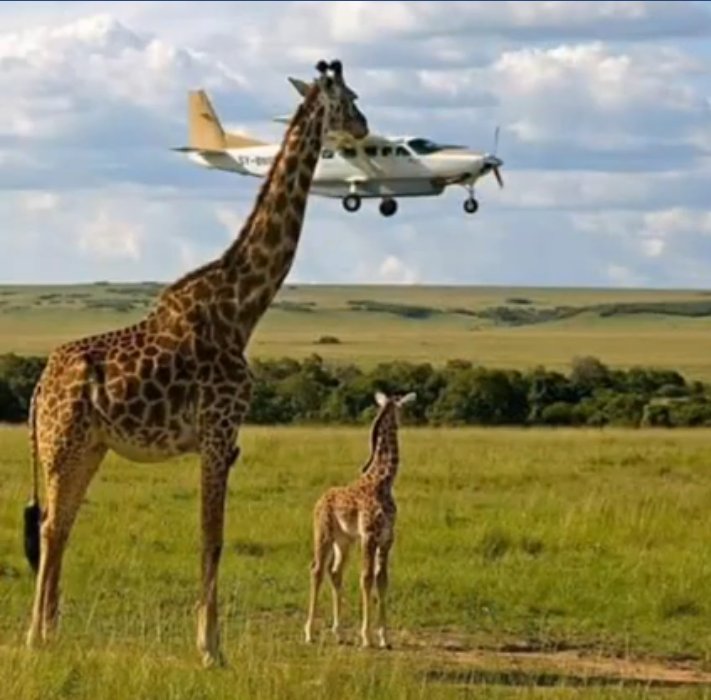 Giraffe bites plane.jpg