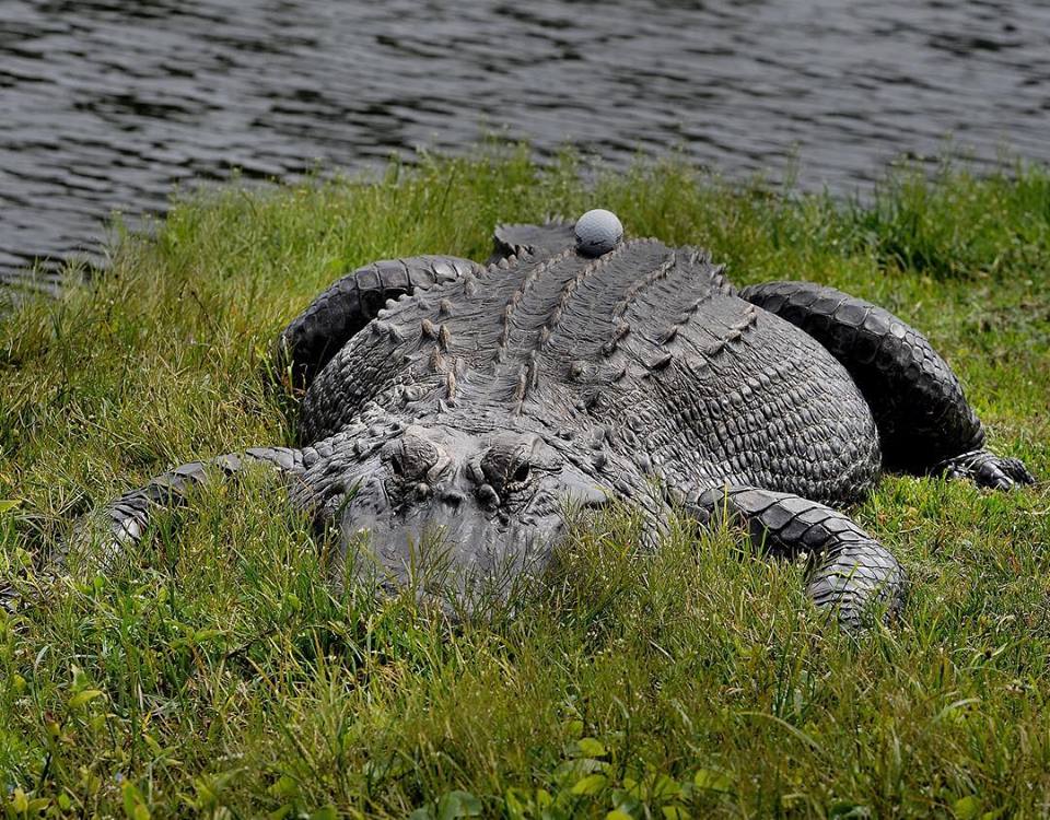 Golfing.jpg