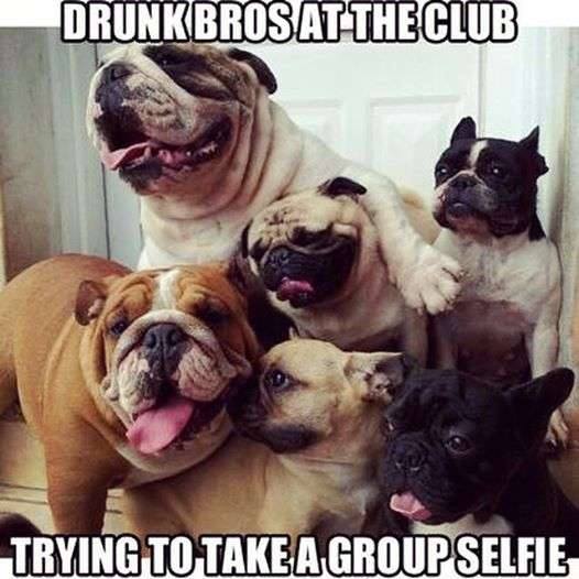 gone to the dogs.jpg