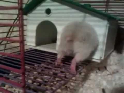 hamster.jpg
