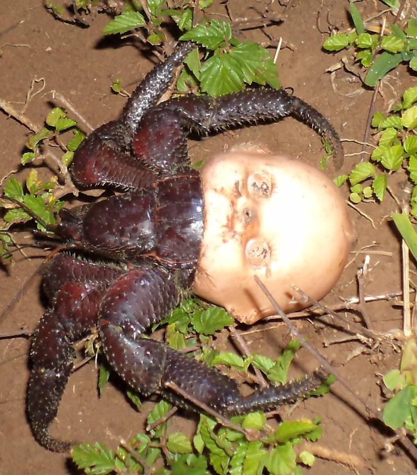 Hermit crab using a discarded doll head for a shell.jpg