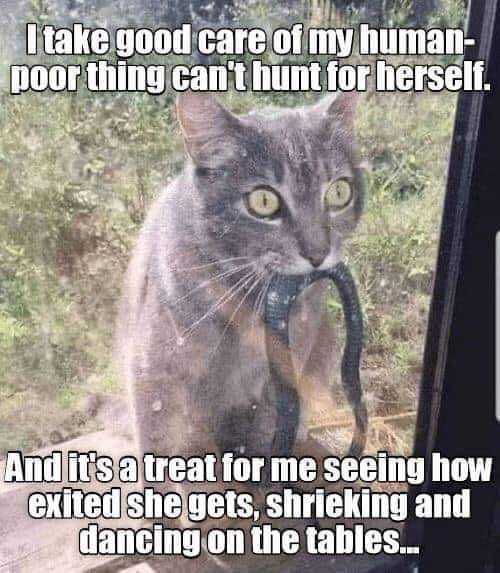 Human cant hunt.jpg