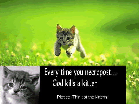 kitten.gif