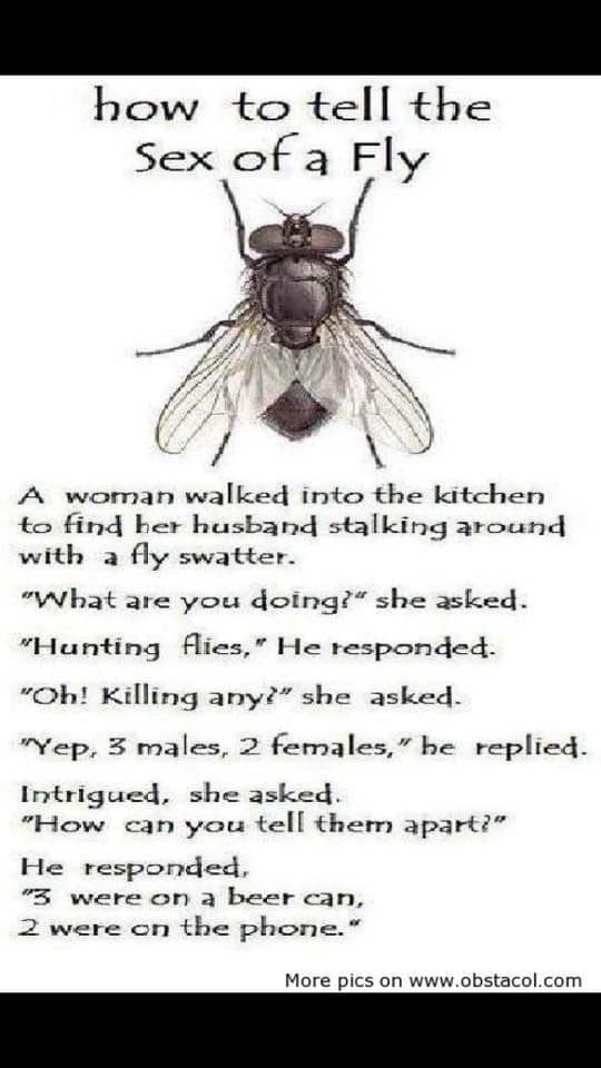 Male female flies.jpg