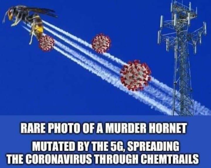 murder hornets 5G covid and chemtrails.jpg