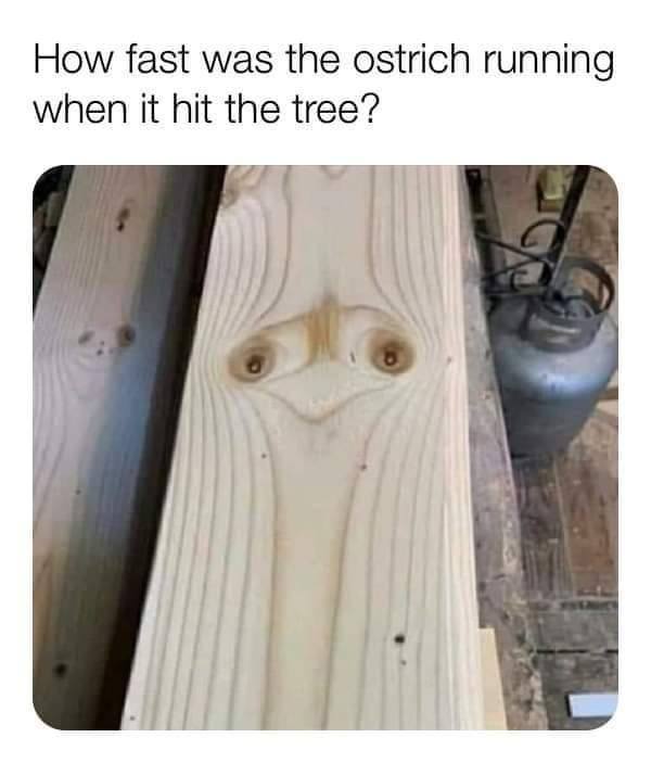 Ostrich hit tree.jpg