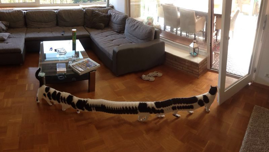 panaroma cat.jpg