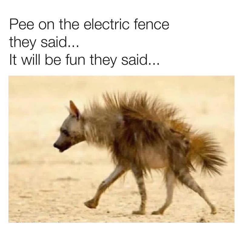 Pee on electric fence.jpg