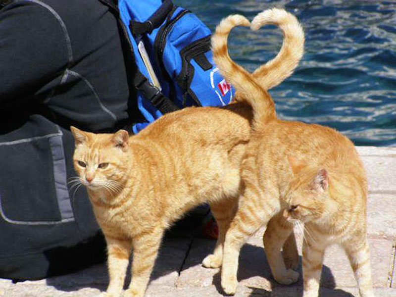 perfectly-timed-photos-29.jpg