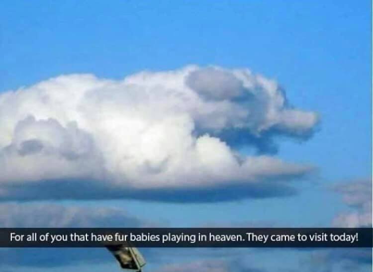 perros-cielo-1.jpg