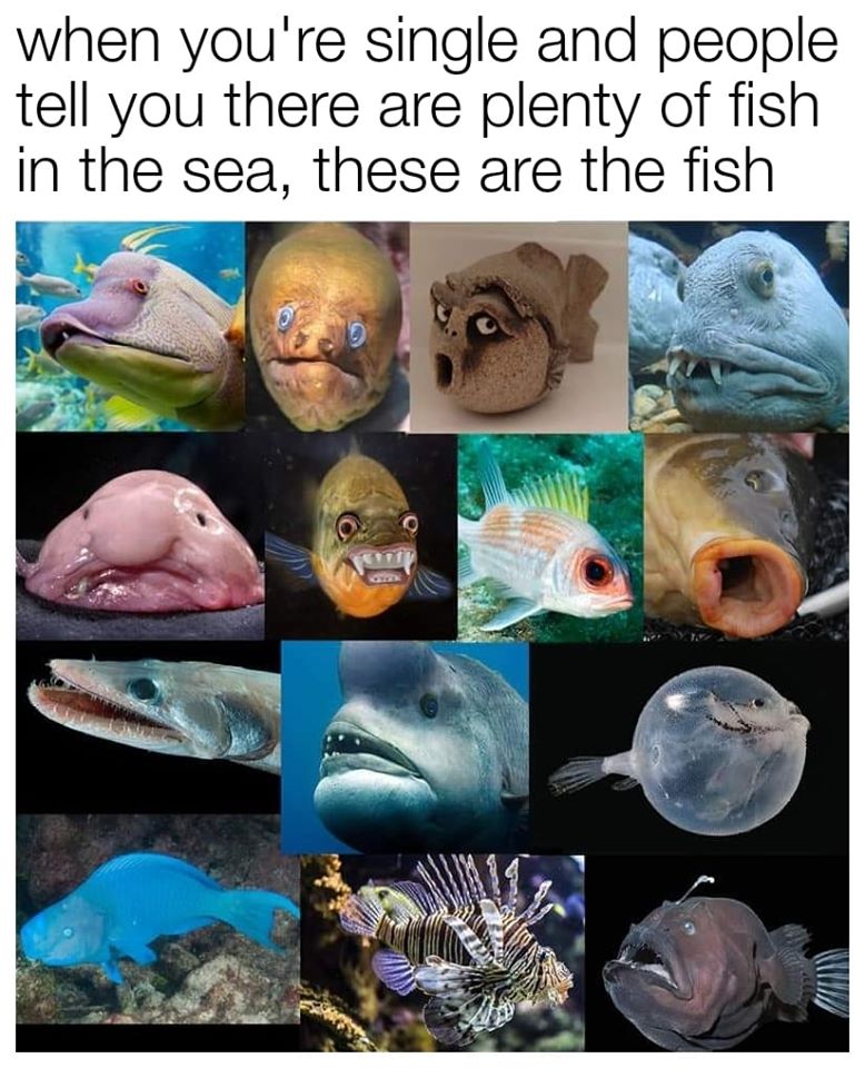 Plenty of fish.jpg