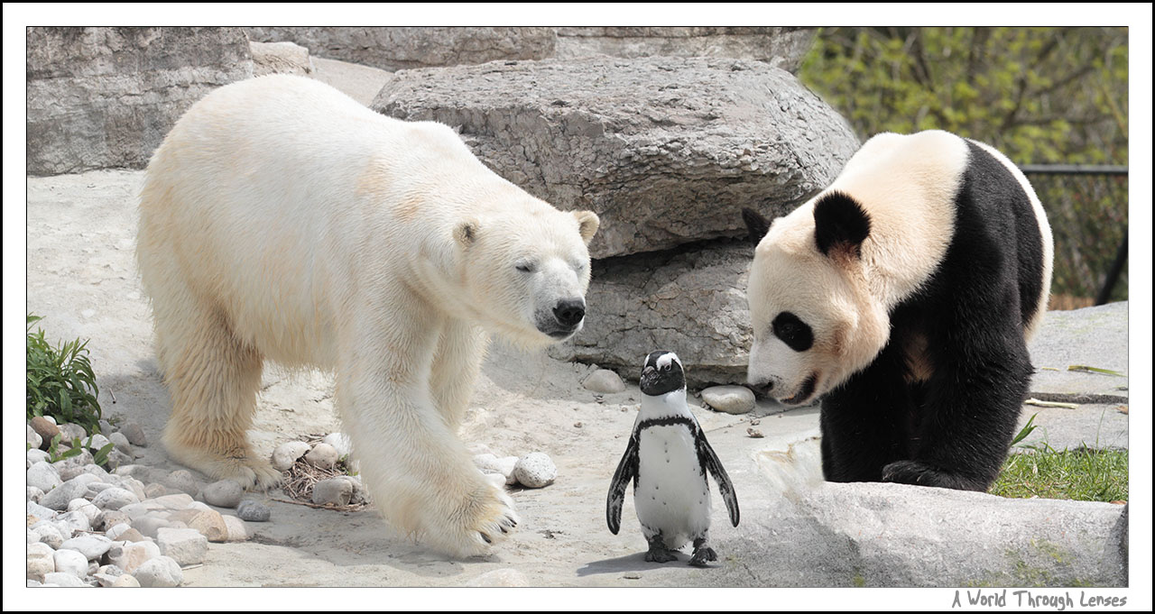 Polar-Bear-Cafe.jpg