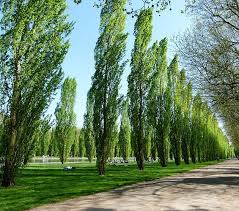 poplar trees.jpg