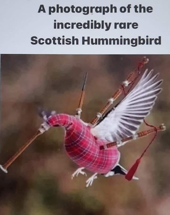 Scottish Hummingbird.jpg