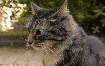 SHIFTY EYED CAT.gif