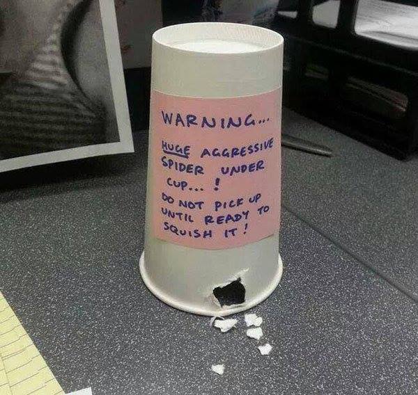Spider under cup.jpg
