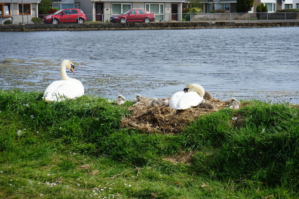 Swans and cygnets.JPG