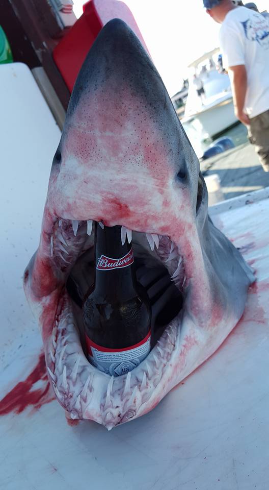 Thirsty Mako.jpg