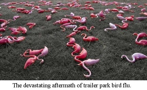 trailer park bird flu.jpg