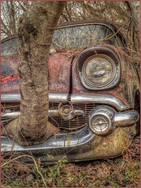 Tree in grill.jpg