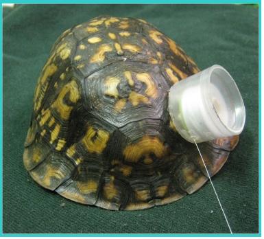 Turtle.JPG