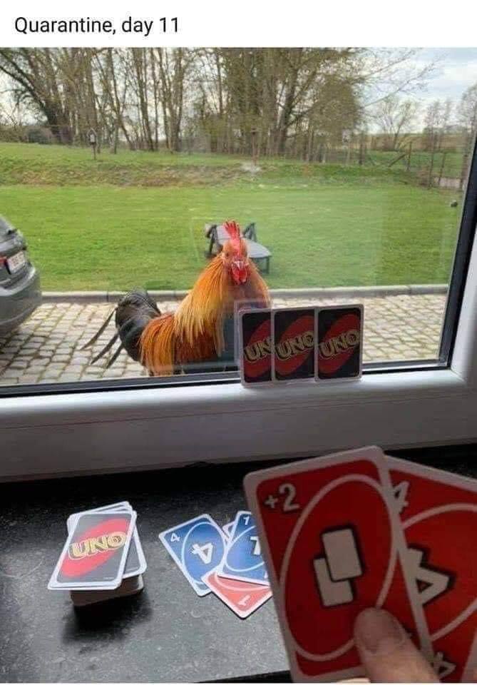 Uno with chicken.jpg