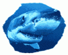 newblueshark7.gif