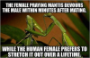 the-female-praying-mantis-devours-the-malewithin-minutes-after-mating-6337108.png